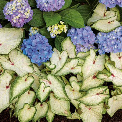 Heart to Heart 'White Star' Heart to Heart 'White Star' Sun or Shade Caladium in use.