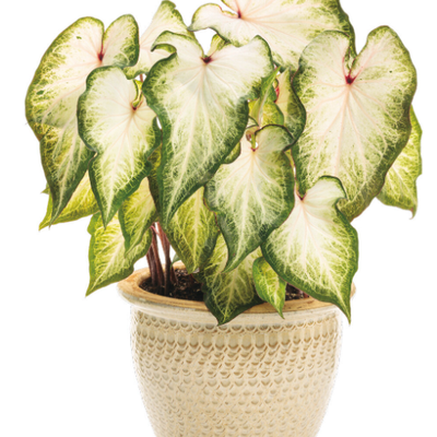 Heart to Heart 'White Star' Heart to Heart 'White Star' Sun or Shade Caladium in use.