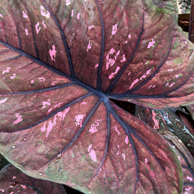 Heart to Heart 'Rain or Shine' Sun or Shade Caladium up close.