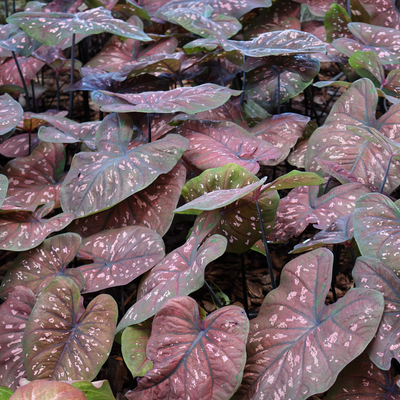 Heart to Heart 'Rain or Shine' Sun or Shade Caladium up close.