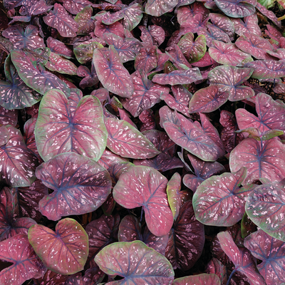 Heart to Heart 'Rain or Shine' Sun or Shade Caladium up close.