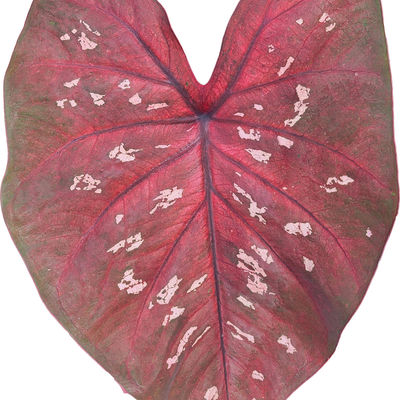 Heart to Heart 'Rain or Shine' Sun or Shade Caladium in macro.