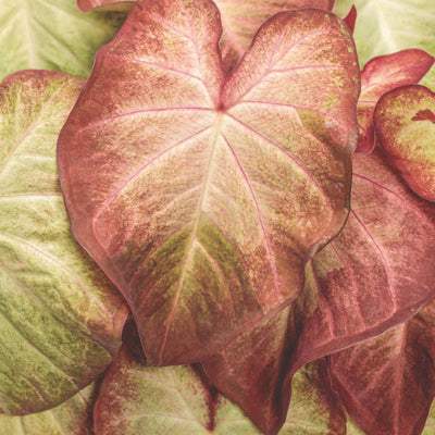 Heart to Heart® 'Crème Brulee' Shade Caladium | Proven Winners® New Variety 2026