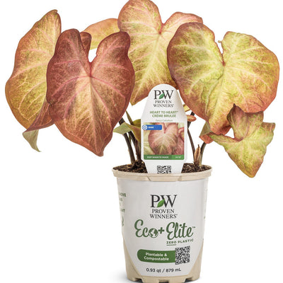 Heart to Heart® 'Crème Brulee' Shade Caladium | Proven Winners® New Variety 2026
