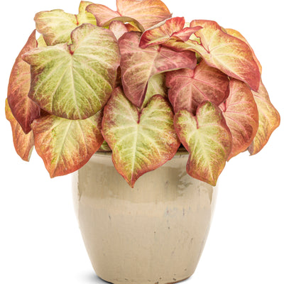 Heart to Heart® 'Crème Brulee' Shade Caladium | Proven Winners® New Variety 2026
