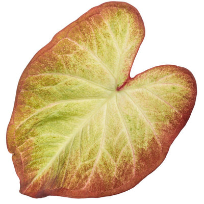 Heart to Heart® 'Crème Brulee' Shade Caladium | Proven Winners® New Variety 2026