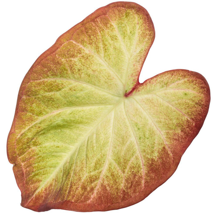 Shade Caladium | Heart to Heart® Crème Brulee | Proven Winners