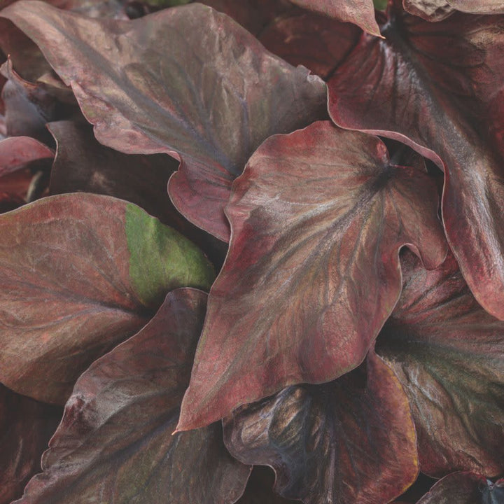 Heart to Heart® Midnight Oil Sun or Shade Caladium | Proven Winners® New Variety 2026