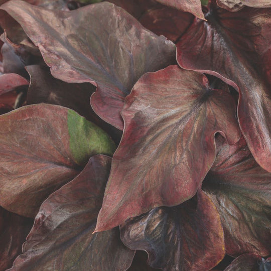 Heart to Heart® Midnight Oil Sun or Shade Caladium | Proven Winners® New Variety 2026