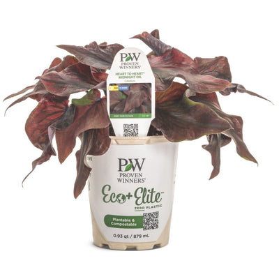 Heart to Heart® Midnight Oil Sun or Shade Caladium | Proven Winners® New Variety 2026
