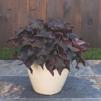 Heart to Heart® Midnight Oil Sun or Shade Caladium | Proven Winners® New Variety 2026