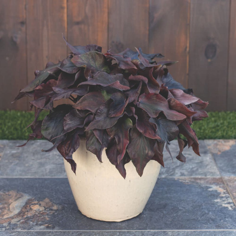 Heart to Heart® Midnight Oil Sun or Shade Caladium | Proven Winners® New Variety 2026