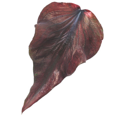 Heart to Heart® Midnight Oil Sun or Shade Caladium | Proven Winners® New Variety 2026