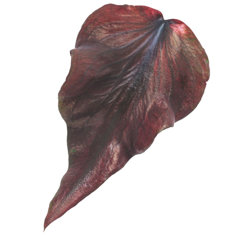 Heart to Heart® Midnight Oil Sun or Shade Caladium | Proven Winners® New Variety 2026