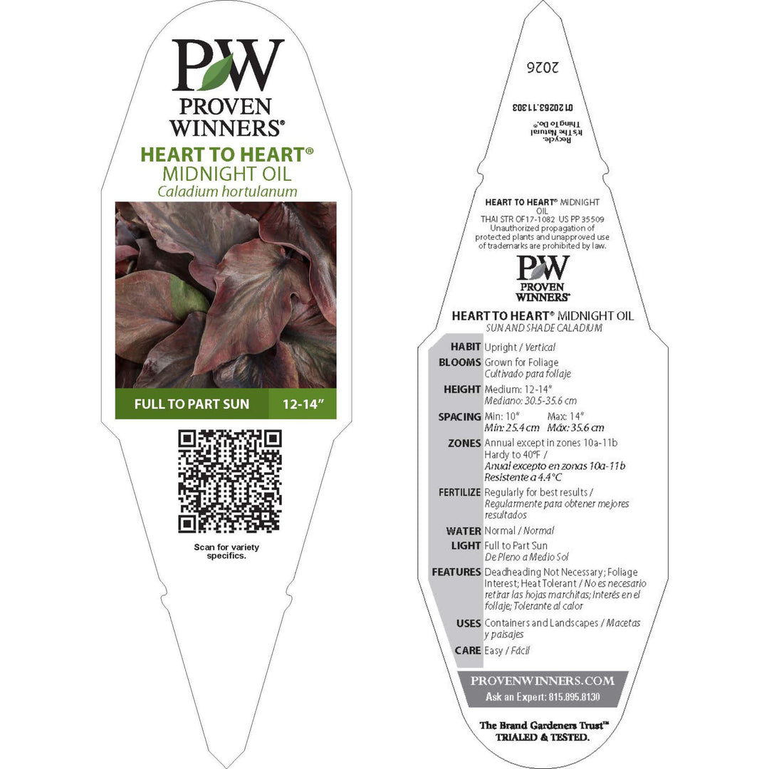 Heart to Heart® Midnight Oil Sun or Shade Caladium | Proven Winners® New Variety 2026