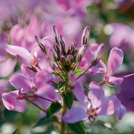 Señorita Rosalita® Spider Flower (Cleome hybrid)
