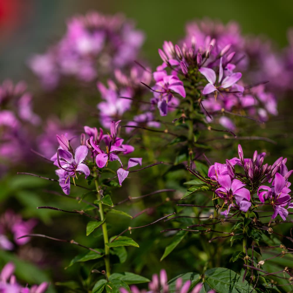purple flower spider plant Spider Flower | Señorita Rosalita