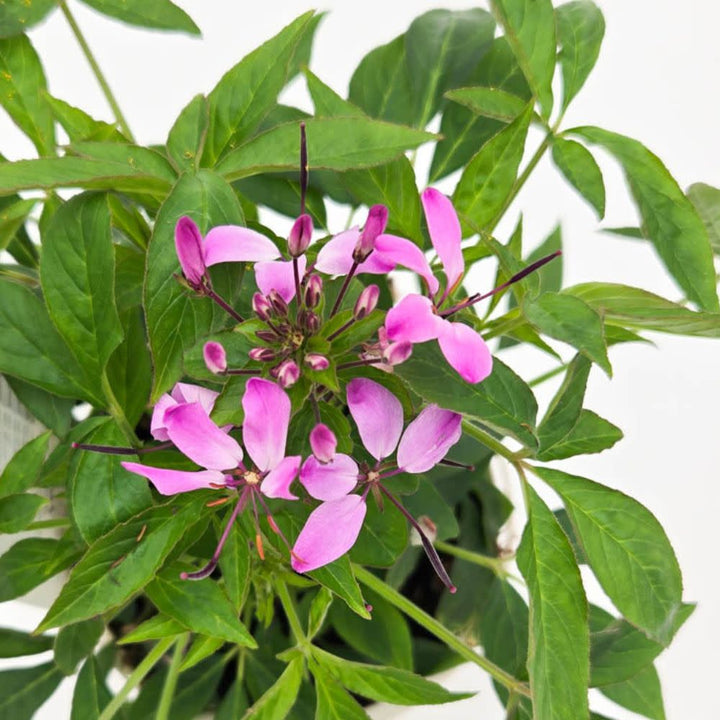 Señorita Rosalita® Spider Flower (Cleome hybrid)