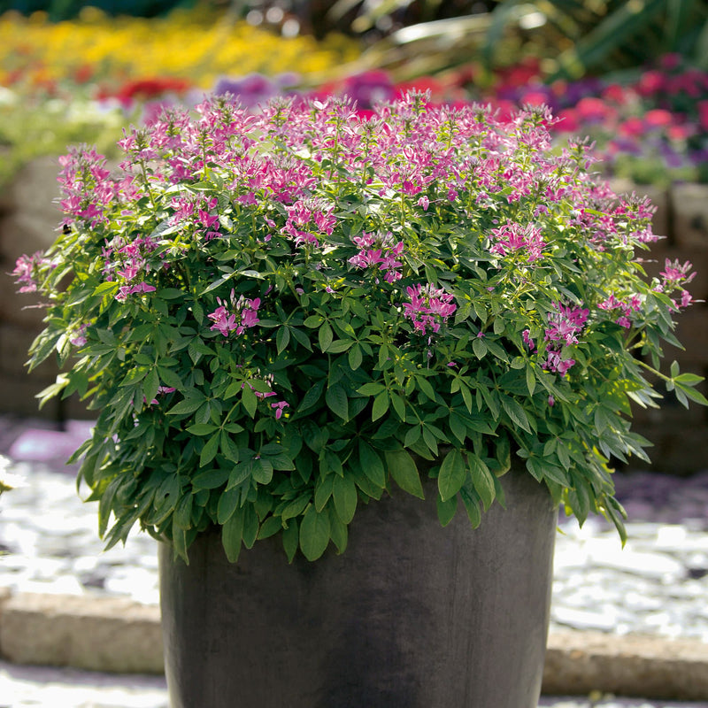 Señorita Rosalita® Spider Flower (Cleome hybrid)