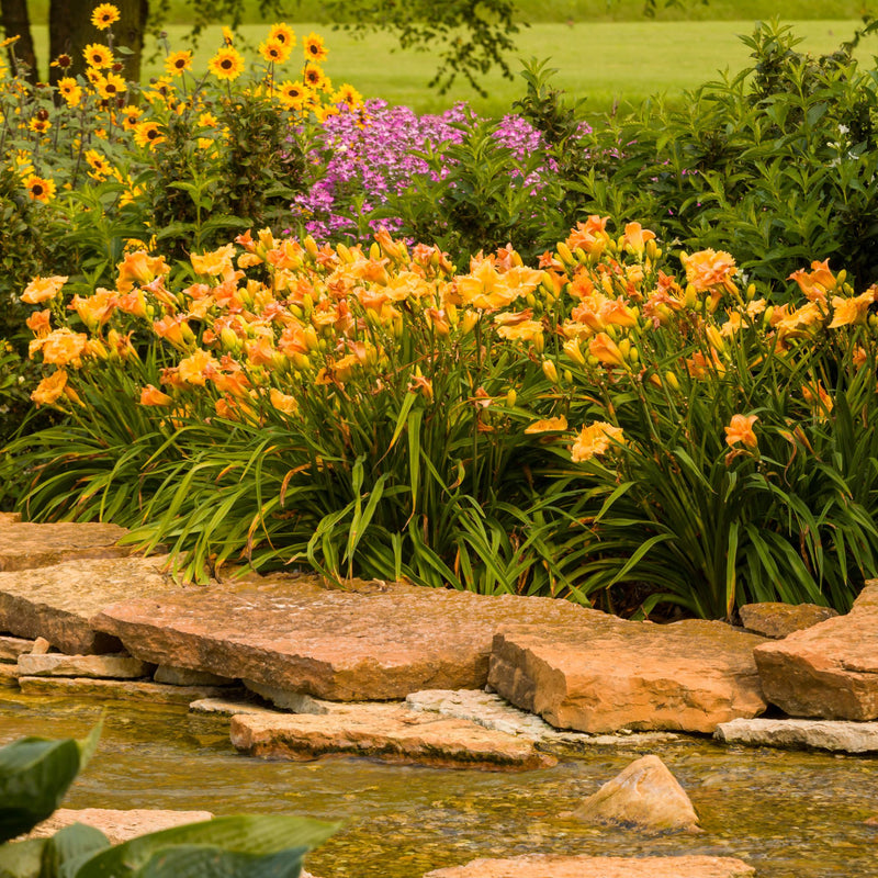 Señorita Rosalita® Spider Flower (Cleome hybrid)