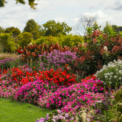 Señorita Rosalita® Spider Flower (Cleome hybrid)