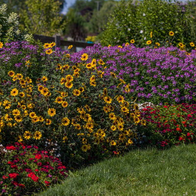 Señorita Rosalita® Spider Flower (Cleome hybrid)