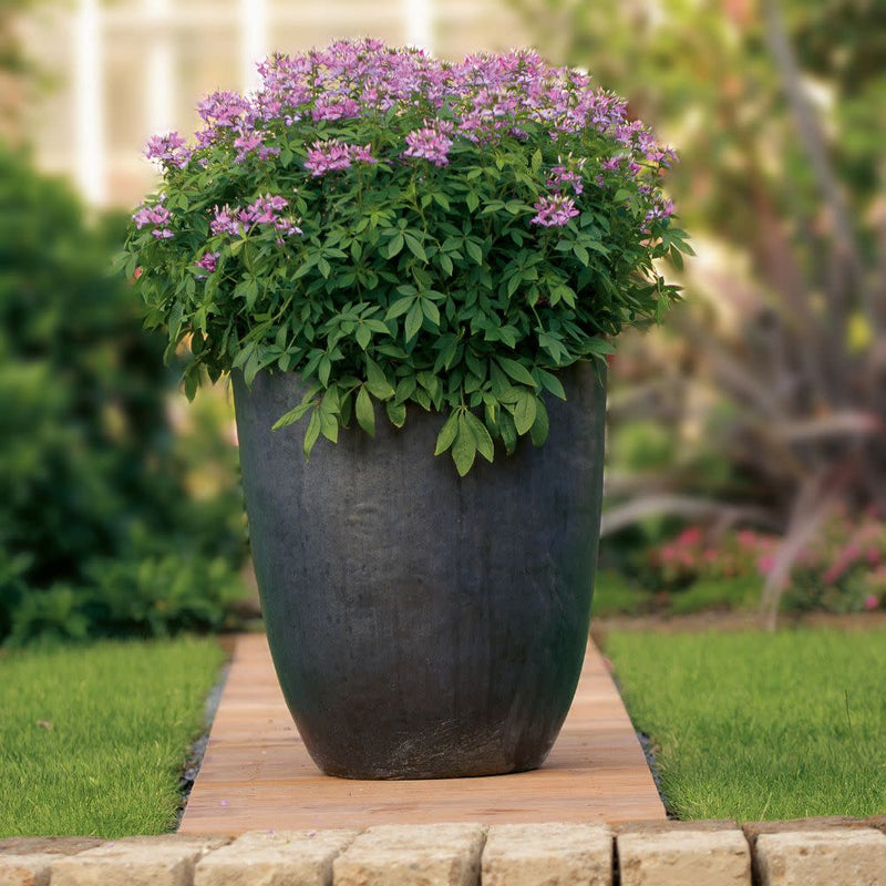 Señorita Rosalita® Spider Flower (Cleome hybrid)