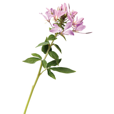 Señorita Rosalita® Spider Flower (Cleome hybrid)