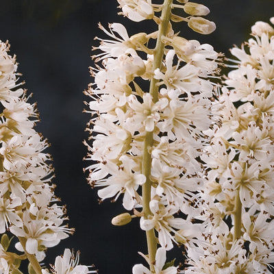 Vanilla Spice Summersweet up close.