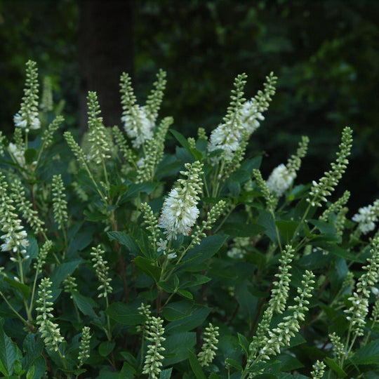 Sugartina® 'Crystalina' Summersweet (Clethra alnifolia)