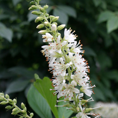 Sugartina® 'Crystalina' Summersweet (Clethra alnifolia)