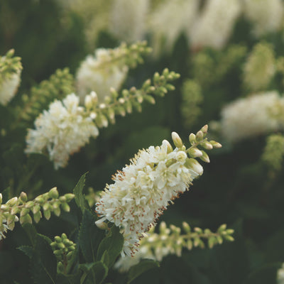 Sugartina® 'Crystalina' Summersweet (Clethra alnifolia)