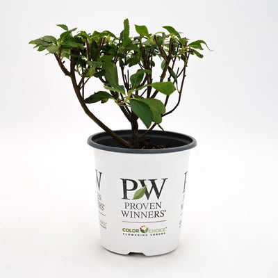 Sugartina® 'Crystalina' Summersweet (Clethra alnifolia)