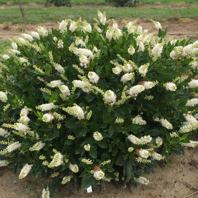 Sugartina® 'Crystalina' Summersweet (Clethra alnifolia)