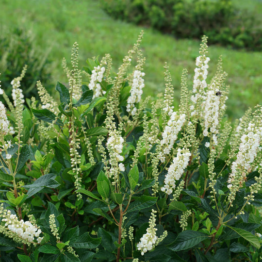 Ripple Effect™ Summersweet (Clethra alnifolia) | Proven Winners® New Variety 2027