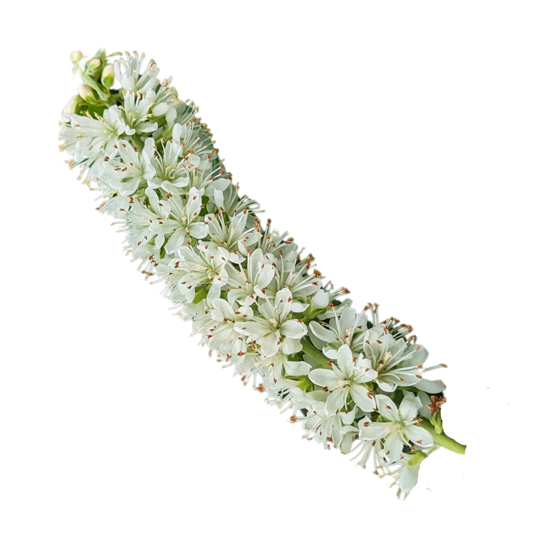 Ripple Effect™ Summersweet (Clethra alnifolia) | Proven Winners® New Variety 2027
