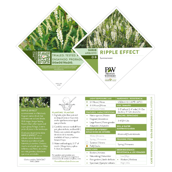 Ripple Effect™ Summersweet (Clethra alnifolia) | Proven Winners® New Variety 2027