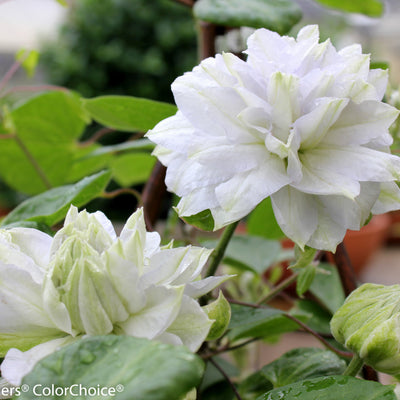 'Diamond Ball' Clematis up close.