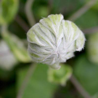 'Diamond Ball' Clematis up close.