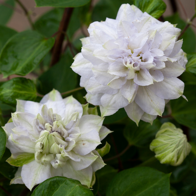 'Diamond Ball' 'Diamond Ball' Clematis up close.