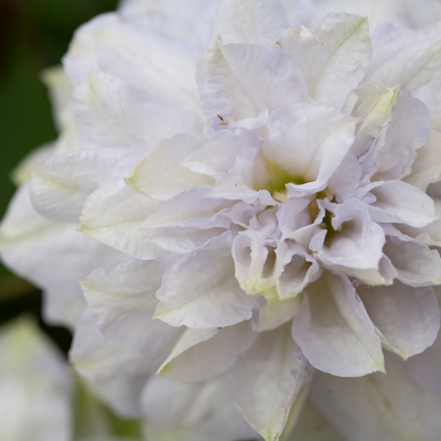 'Diamond Ball' 'Diamond Ball' Clematis up close.