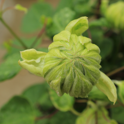 'Diamond Ball' 'Diamond Ball' Clematis up close.