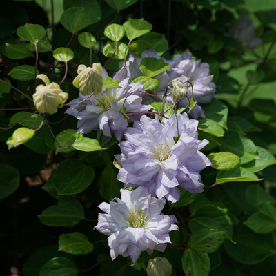 'Diamond Ball' 'Diamond Ball' Clematis up close.