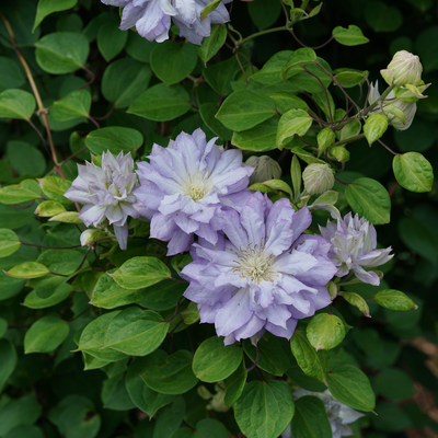 'Diamond Ball' 'Diamond Ball' Clematis up close.