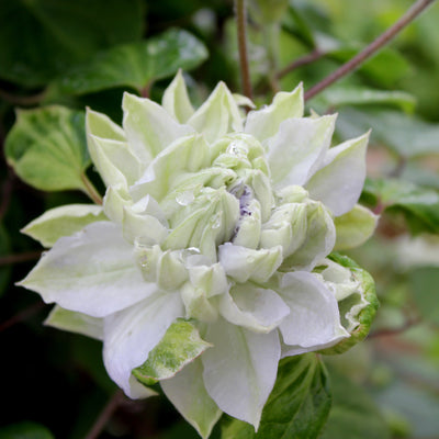 'Diamond Ball' Clematis up close.