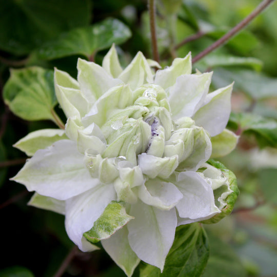 'Diamond Ball' Clematis