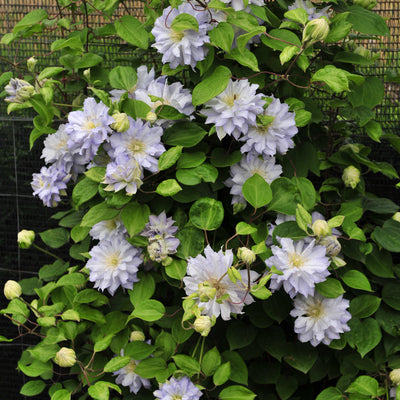 'Diamond Ball' Clematis in focus.