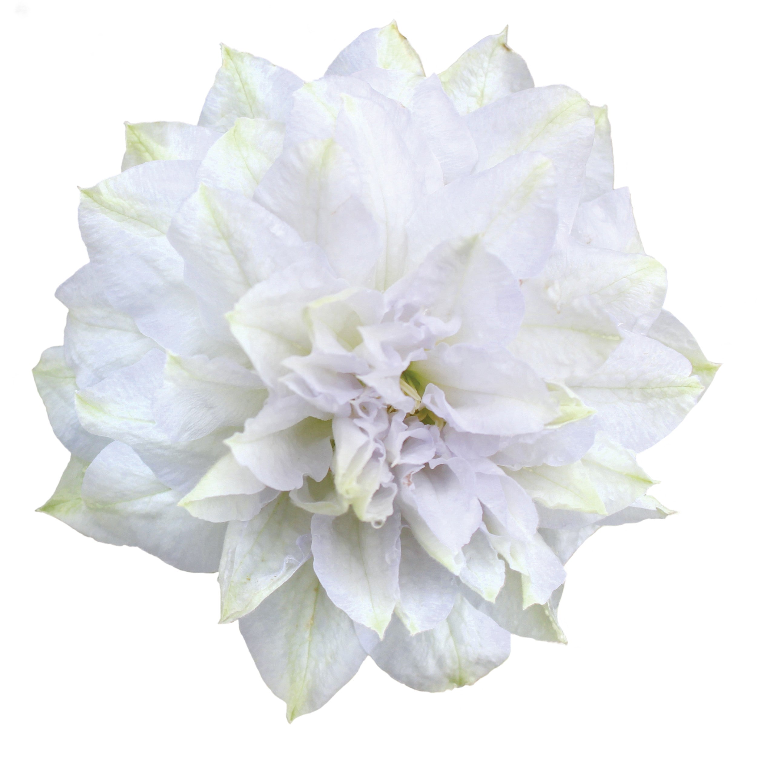 Clematis | 'Diamond Ball' | Proven Winners® Shrubs – Proven