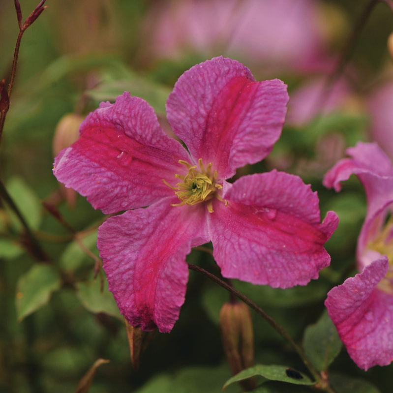 Clematis | Pink Mink® | Proven Winners® Shrubs – Proven Winners