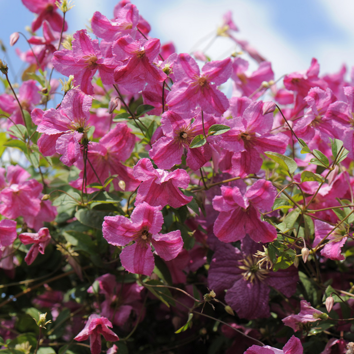 Clematis | Pink Mink® | Proven Winners® Shrubs – Proven Winners